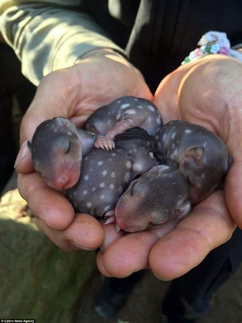 They require just a few simple ingredients, such as hard boiled eggs, mashed avocado, cilantro and lime juice. Baby tiger-quoll marsupials pictured sleeping in the hands ...