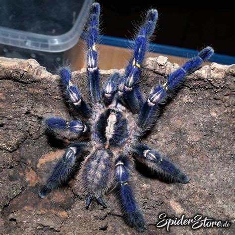 Nein, die vogelspinne jagt keine vögel. 15 Poecilotheria metallica-Ideen | vogelspinnen, spinne ...