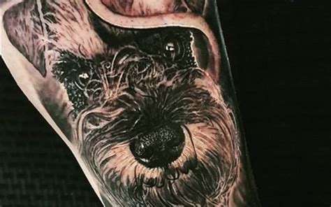 Check spelling or type a new query. The 16 Best Schnauzer Tattoo Designs For Men | PetPress