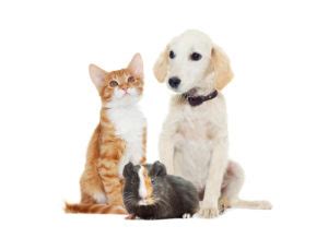 Our mission is to provide the highest quality in veterinary medical animal pet health care in a professional, friendly, relaxed setting. 4 Cost Effective Tips For A Happy Healthy Pet - The ...