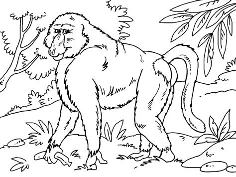 This coloring page of baboon is a fun method of building hand muscles and dexterity in preparation for writing skills. Baboon coloring page - Coloring Pages 4 U