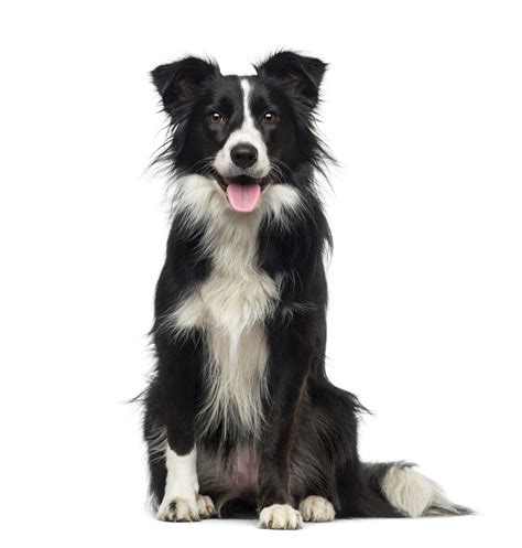 Borderlines border collies magazine bcsa borderlines next issue deadline is may 15th for the june/july issue. Border Collie - zooplus Magazine