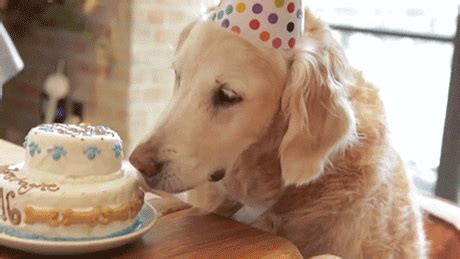 Beautiful fireworks and a colorful happy birthday inscription. Dog Birthday GIFs - Find & Share on GIPHY