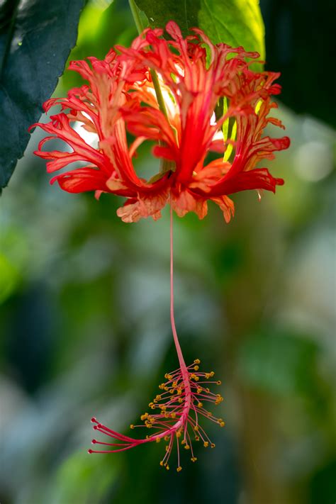 Adam plündert sein paradies von waldemar otto vor dem botanischer garten (marburg) — der botanische garten marburg gehört zur philipps universität. Botanischer Garten Hamburg Foto & Bild | pflanzen, pilze ...