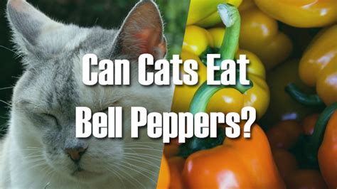 Unsure about what cats can eat? Can Cats Eat Bell Peppers? | Pet Consider