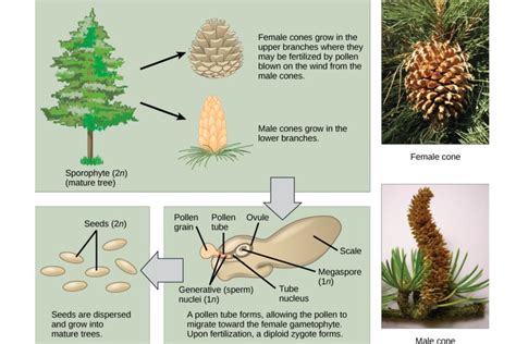 A cone (in formal botanical usage: Gymnosperms: Definition, Examples, and Reproduction