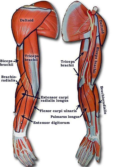 The muscles found in the palm and the forearm must work in conjunction to keep the hand and wrist stable and aligned, yet permit movement. Pictures Of Arm Muscles