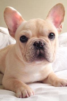 Please contact for available pups. 12 Best Cheap french bulldog puppies under $500 images ...