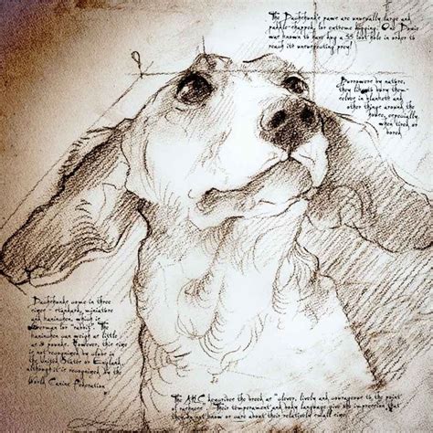 Leonardo da vinci was much more than an artist. leonardo da vinci drawings - Google Search | Dachshund art, Dog art, Animal paintings