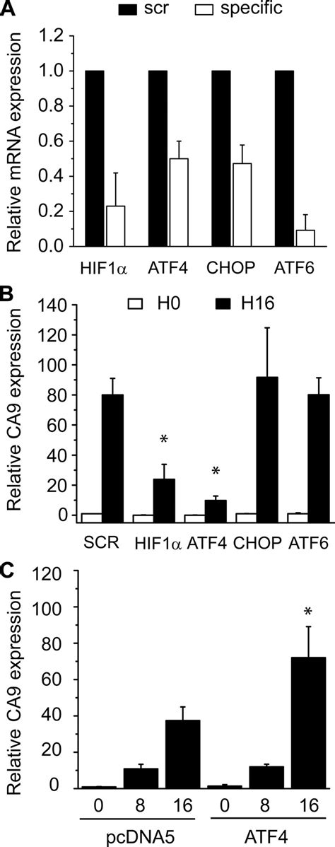 They do not affect or interact with our dna. ATF4 is required for CA9 mRNA expression during hypoxia ...