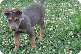 Contact jim or melony roche for more info on upcoming blue lacy pups. Pin by Megan Crump on Adoptable Pets :D | Pets, Blue lacy ...