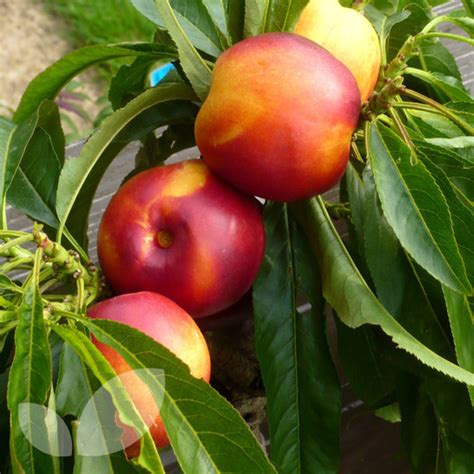 The first miniature apricot that meets the flavor test at dave wilson nursery. Dwarf Nectarine Nectarella | Buy Online
