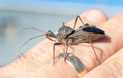 Assassin Wheel Bug Arilus, crawling on hand, Georgia ...