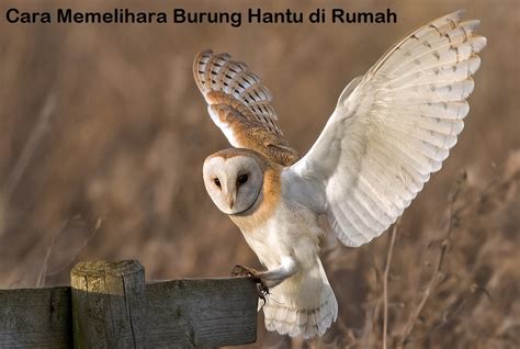 Dengan melatihnya burung ini dapat menjadi hewan peliharaan lucu yang menyenangkan. Cara Memelihara Burung Hantu di Rumah