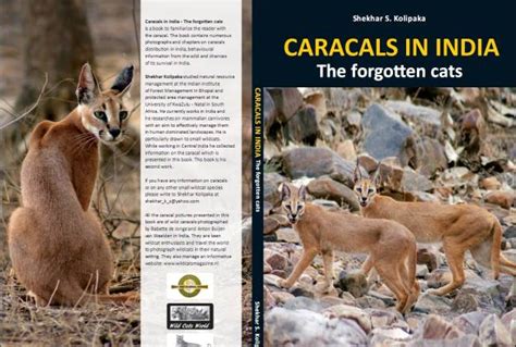 Bengal kittens, savannah kittens, serval kittens and cracal kittens in our large breeding program, all of our kittens are exposed to an appropriate amount of uv lighting. Caracal Archives - Wild Cats Magazine