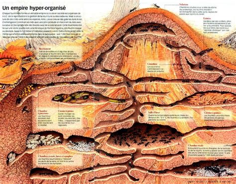 Mais ces individus sont en fin de vie. Fourmiliere Interieure : Se Debarasser D Une Fourmiliere ...