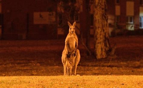 Fundado el 15 de marzo de 1904. Australia registra 480 millones de animales muertos por ...