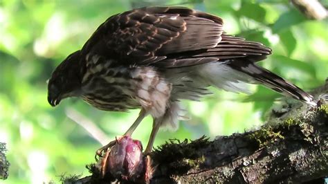 Maybe you would like to learn more about one of these? 07/14/20 Cooper's Hawk Eating @ S 234 Pl & 53 Pl S Kent Wa ...