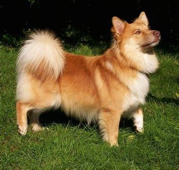 The icelandic sheepdog is a breed of dog of spitz type originating from the dogs brought to iceland by the vikings. Icelandic Sheepdog Info, Temperament, Puppies, Pictures