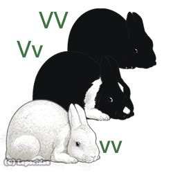 Leporidae | Learn Rabbit Genetics | Rabbit breeds, Lionhead rabbit, Angora rabbit