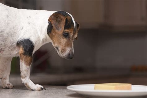 Some they like, some they turn their noses and tails at and even dog food brands that cater exclusively to small dog breeds, are good food sources for your jack russell terrier. 15 of the Healthiest Foods You Can Give to Your Dog