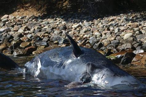 Fenomena paus sperma yang meledak paus yang meledak (exploding whale) atau tepatnya bangkai paus yang meledak. Sedang Hamil, Paus Sperma yang Mati di Italia Telan 22 Kg ...