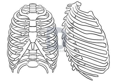 The ribs are a set of twelve paired bones which form the protective 'cage' of the thorax. How To Draw A Rib Cage, Step by Step, Drawing Guide, by ...