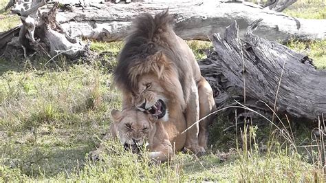 Masai mara / maasai mara. Mating Lions - Scarface and Marsh Pride Female - Masai ...