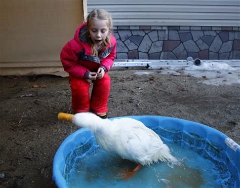 The boy hit his head because he did not duck. Freeport girl and her pet duck will be on national TV ...