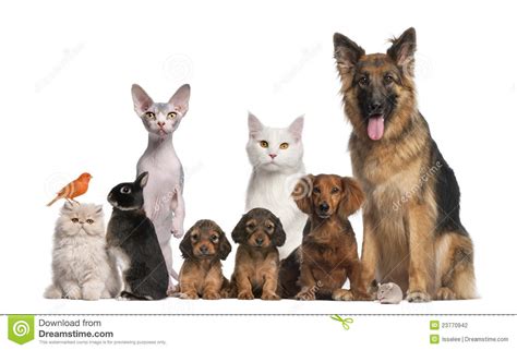 For some people it's a way to avoid loneliness, for others it's a kind of entertainment. Group of pets stock photo. Image of sitting, front, nobody ...