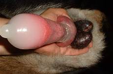 penis dane condom beastiality male perversion perro zoofilia bestiality tumbex k9