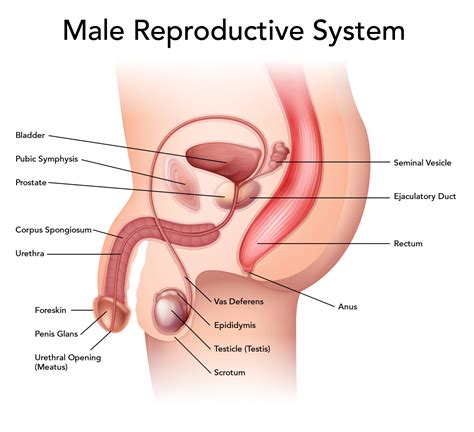 Male body structure and organs. Male Reproductive System - Locations and Functions of the ...