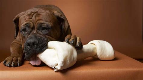 Both fat and bones may be dangerous for cats. Can My Dog Have Steak Bones? | Puppy biting