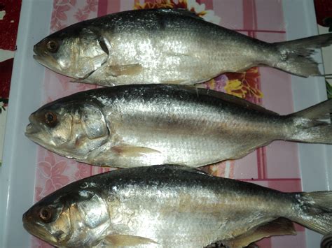 Pembelian secara online ikan salai dan terubuk masin. IKAN TERUBOK SARAWAK