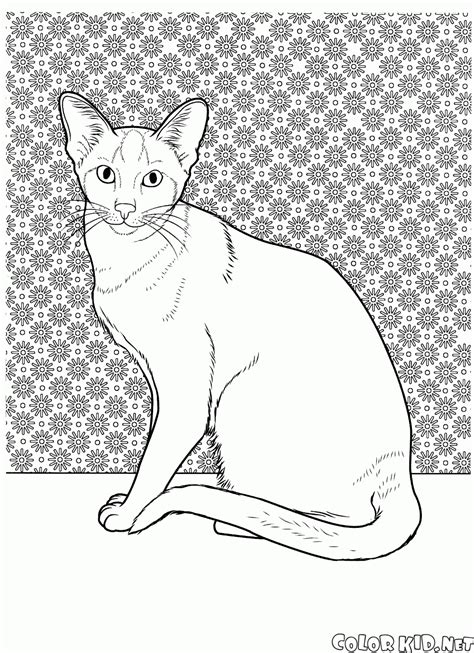 In case you were wondering why i have multiple pages of cat coloring: Coloring page - Exotic cat