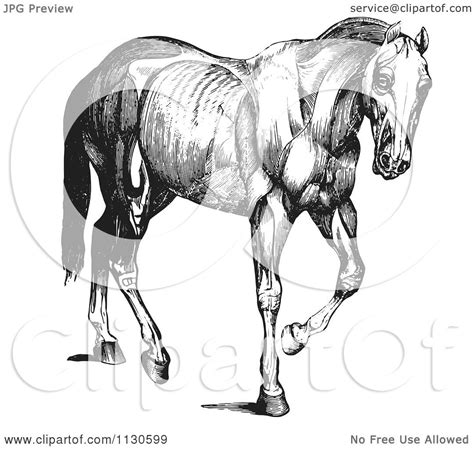 Anatomy, black and white clip art, halloween clipart. Clipart Of A Retro Vintage Engraved Horse Anatomy Of ...