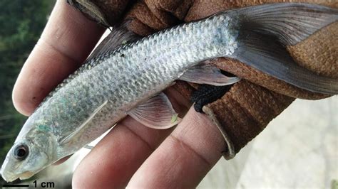 6) kemudian dimasukkan ikan goring, dijerangkan sampai masak. Eksistensi Ikan Langka di Perairan Tawar Jawa - Unair News
