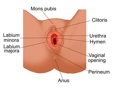 A lesson in female anatomy. Female reproductive anatomy - True