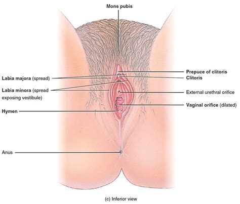 In the vulva, about 40 % of malignancies can be linked to hpv  5 . Vulvar Cancer - Causes, Symptoms, Staging, Prevention ...