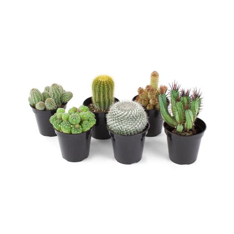 Houseplants, succulents, cacti and tropical garden plants. Pure Beauty Farms 3.5 in. Cactus Mix Flowers (6-Plants ...