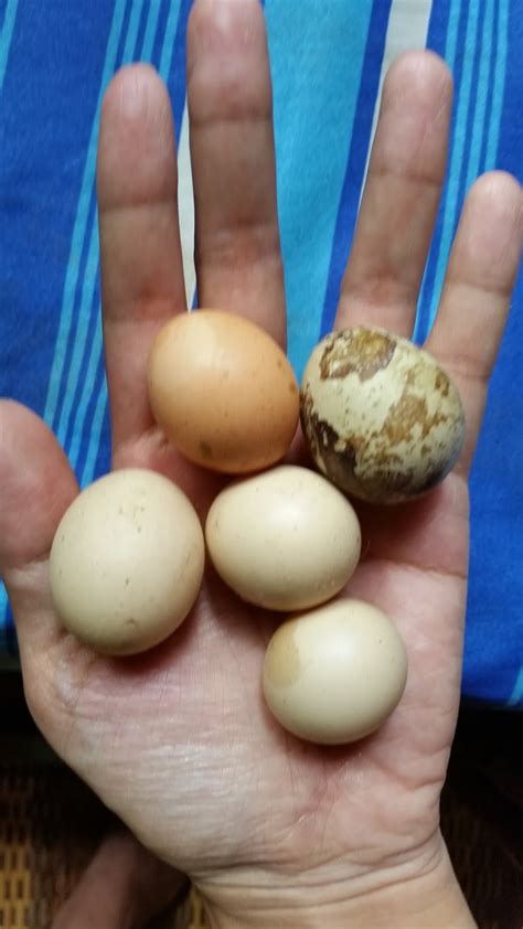 Telur merupakan makanan yang terkenal akan kandungan proteinnya. Warisan Petani: Rebus Telur Ayam Jantan