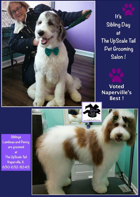 284 southbridge street, auburn, ma 01501, us. The UpScale Tail, Pet Grooming Salon, Naperville, IL ...