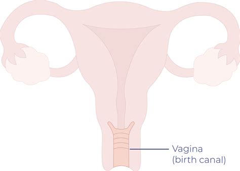 Blood tests for womb cancer blood tests can check your general health, for example your blood cell levels and how well your liver and kidneys are working. How To Know If You Have Vaginal Cancer - CancerWalls