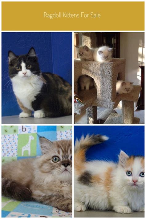 Find cats and kittens wanted, to adopt, and better than craigslist. Ragdoll Kittens For Sale Near Me Buy Ragdoll Kitten ...