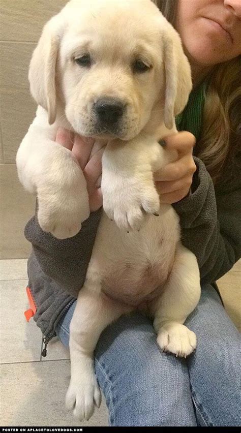 Sometimes, you may find a labrador for free in colorado to a good home listed by an owner who may no longer be able to look after them because of personal. Shell Mandala 1 | Dekokissen | Lab puppies, English ...