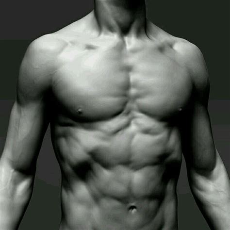 Has nice form, however, it appears too light. Male Torso Front | Man anatomy, Anatomy reference, Body ...