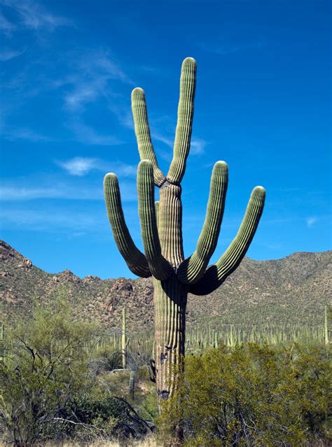 Saguaro cactus, which can live up to 200 years, are being felled to make way for president trump's border wall in arizona, prompting outrage from environmentalists, activists and local tribal leaders. Saguaro Cactus near Tucson, Arizona | Library of Congress