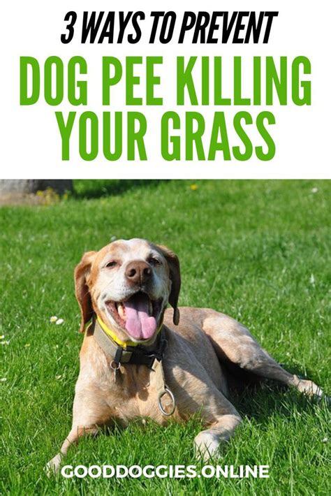 Control and prevent urine spots in your lawn with petigreen. Pin on Dog urine burn spots on grass