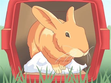 We did not find results for: 3 Ways to Catch Rabbits - wikiHow