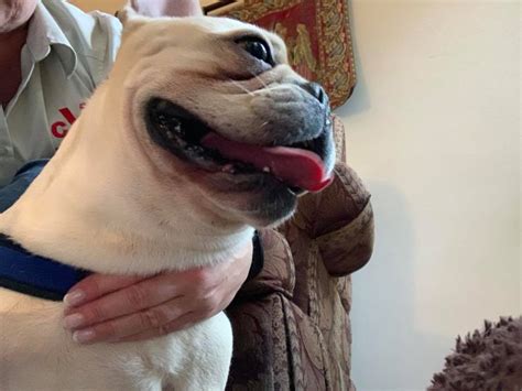 French bulldogs for adoptionselect a breed. Benny in Maryland - French Bulldog Village